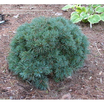 Сосна Веймутовая Блю Шаг C1.5