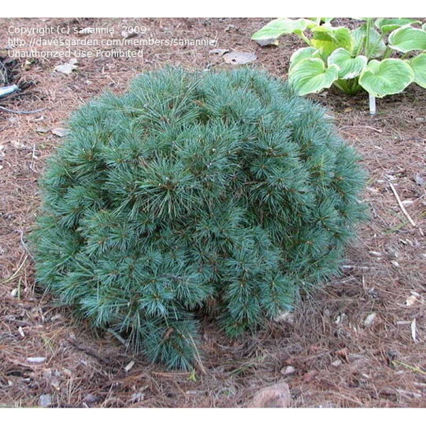 Сосна Веймутовая Блю Шаг C1.5