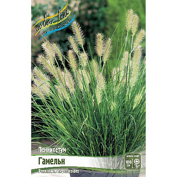 Пеннисетум Гамельн 2/3 2 шт 