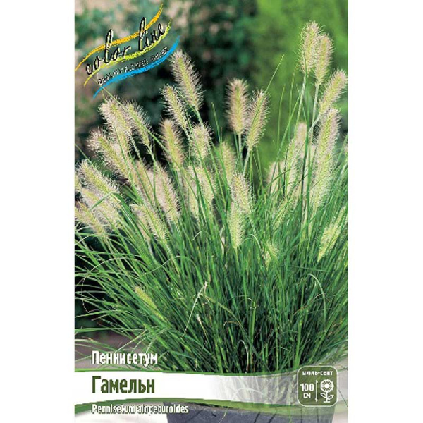 Пеннисетум Гамельн 2/3 2 шт 