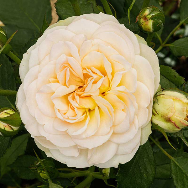 Роза флорибунда Космос Садовита