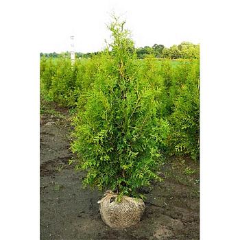 Туя Западная Брабант 80-100cm с комом