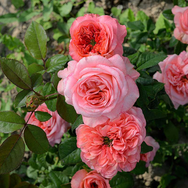 Роза Флорибунда Пинк Экспрешн Садовита