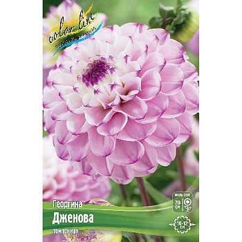 Георгина Дженова I 15 шт Шоу-бокс 9127