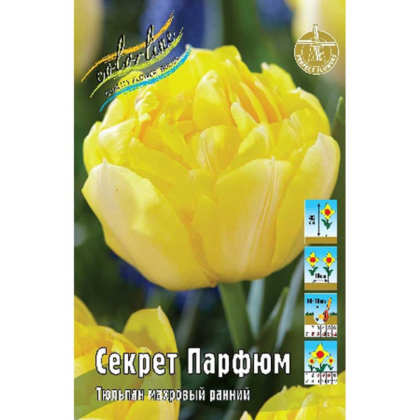 11837 Шоу-Бокс Тюльпан Секрет Парфюм 11/12 75 шт 