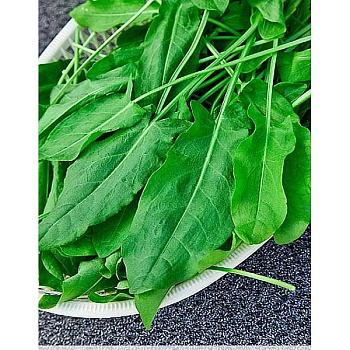 Щавель Широколистный Каприс