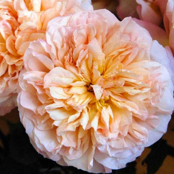 Роза шраб Эдит (английская) Садовита