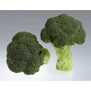 Капуста брокколи Грин Мэджик 2500шт SAKATA