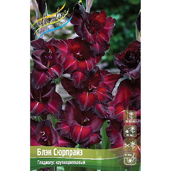 7772 Шоу-Бокс Гладиолус Блэк Сюрпрайз 10/12 100 шт