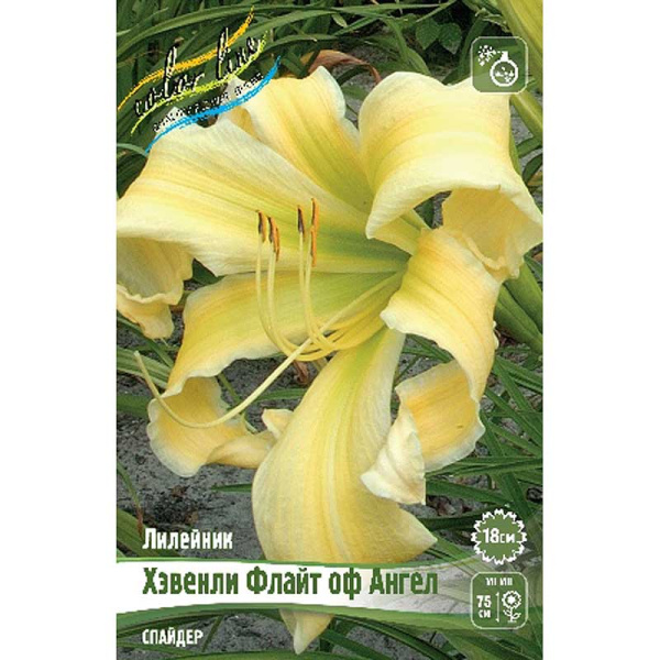 Лилейник Хэвенли Флайт Оф Ангел I 25 шт Биг-пак 5893