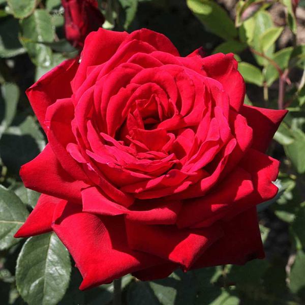 Роза чайно-гибридная Бургунд Садовита