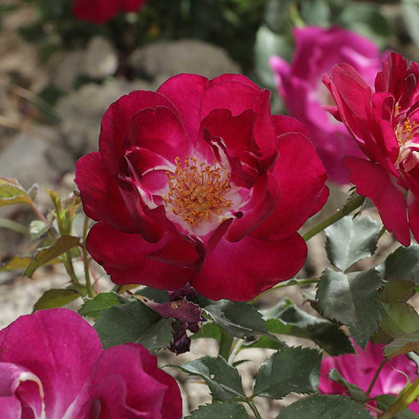 Роза Канадская (флорибунда) Кримсон Айс Садовита