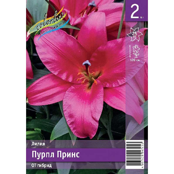 Лилия Пурпл Принс 12/14 2 Эконом шт