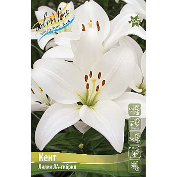 Лилия Кент 12/14 25 шт Биг-пак 10260