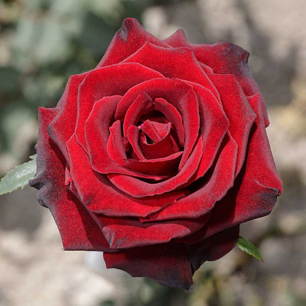 Роза чайно-гибридная Фиджи Негро Садовита