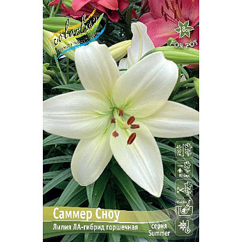 Лилия Саммер Сноу 10/12 25 шт Биг-Пак 16480 