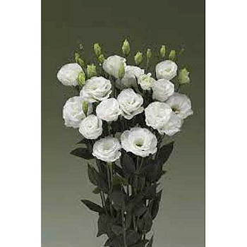 Эустома Арена || Килиманджаро 1уп/100шт Поиск 