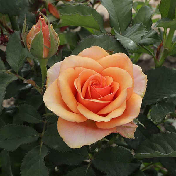 Роза чайно-гибридная Примадонна Садовита