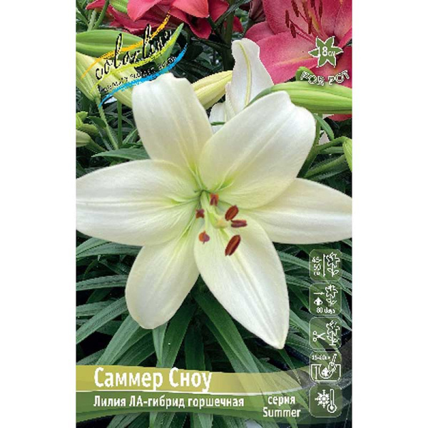 Лилия Саммер Сноу 10/12 25 шт Биг-Пак 16480 