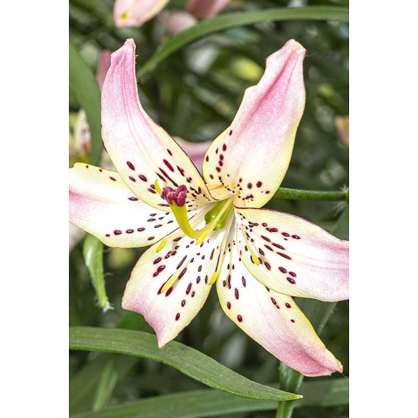 Лилия Корсаж 12/14 1 шт Садовита