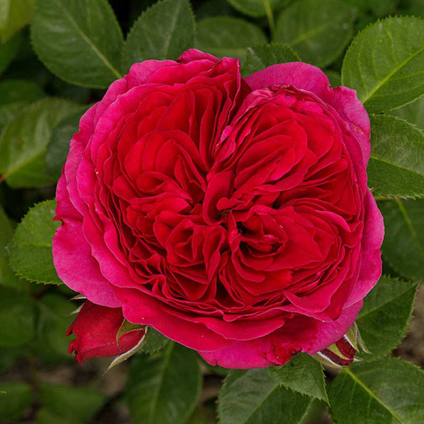 Роза чайно-гибридная Алан Сушон Садовита