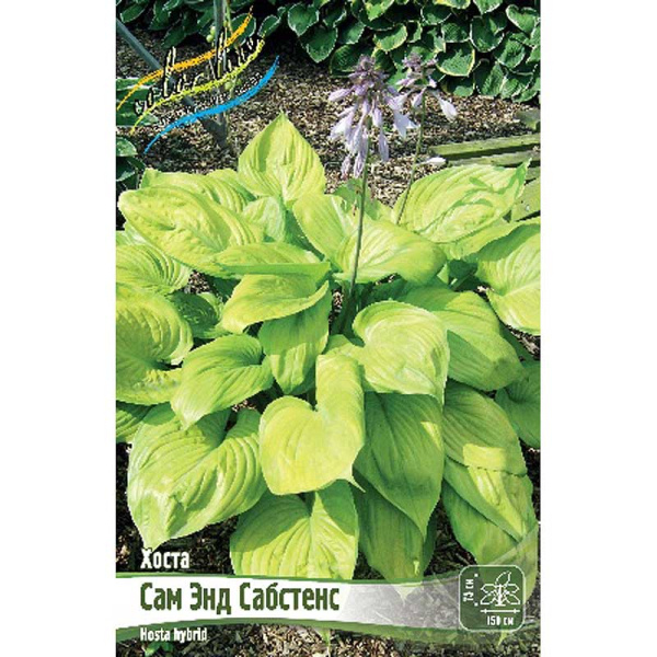 Хоста Сам Энд Сабстенс 1 n 1 шт