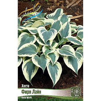 Хоста Фирн Лайн 1 n 25 шт Биг-пак 9774
