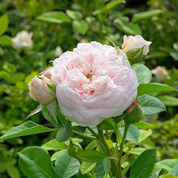 Роза Чайно-гибридная Маунтейн Фог Садовита