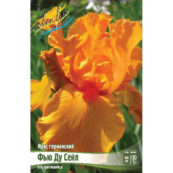 Ирис Германский Фью Ду Сейл I 25 шт Биг-пак 12102