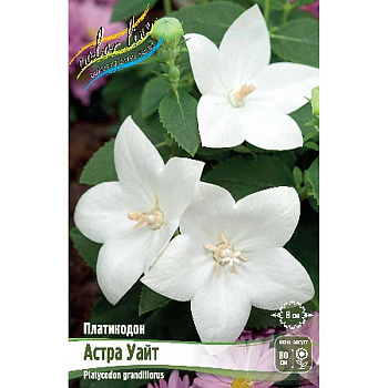 Платикодон Астра Уайт I 2 шт 