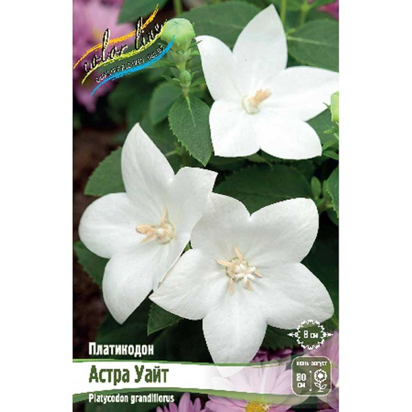 Платикодон Астра Уайт I 2 шт 