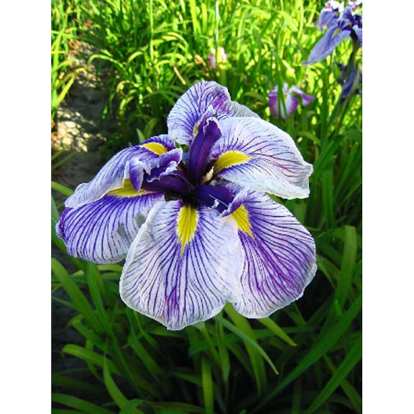 Ирис Мечевидный Роял Пигант I 1 шт