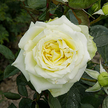 Роза плетистая Эльф Садовита