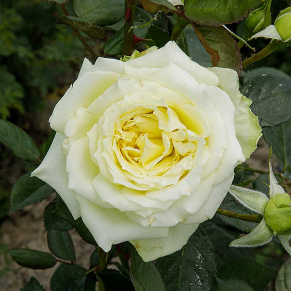 Роза плетистая Эльф Садовита