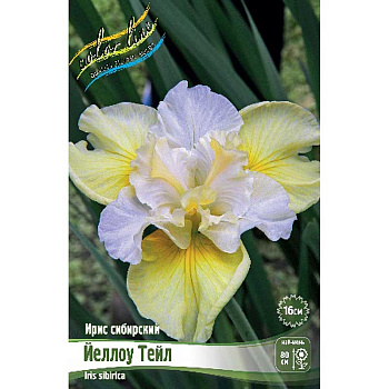 Ирис Сибирский Йеллоу Тейл I 25 шт Биг-пак 6316