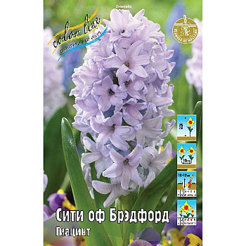 Гиацинт Сити Оф Брэдфорд 14/15 3 шт