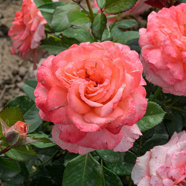 Роза Флорибунда Вайкики Садовита