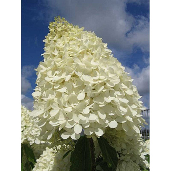 Гортензия Метельчатая Мэджикал Свит Саммер P9 шт