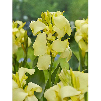 Канна (Зелен) Шайнинг Лемон I 1 шт 