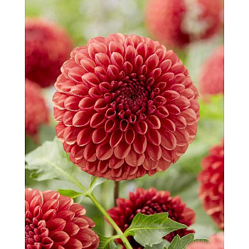 Георгина Коппербой I 1 шт 