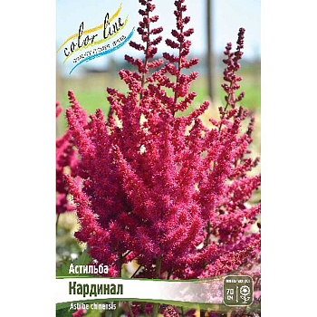 Астильба Кардинал 2/3 n 1 шт