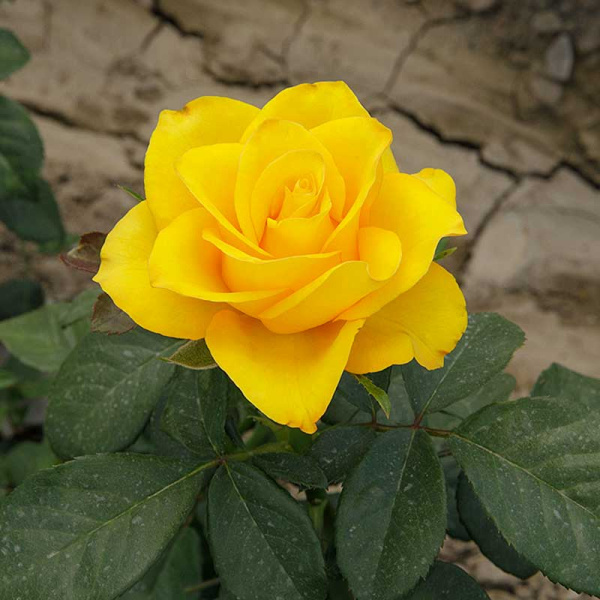 Роза Флорибунда Фрезия Садовита