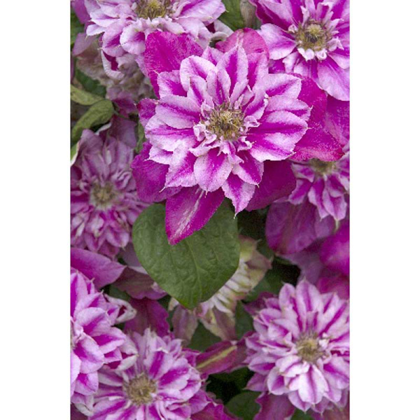 3040 Биг-Пак Клематис Май Дарлинг I 25 шт 