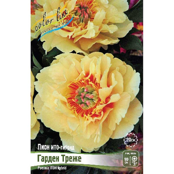 Пион Ито Гарден Треже 2/3 n 1 шт