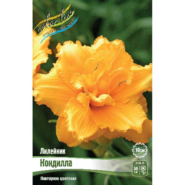 Лилейник Кондилла I 1 шт 