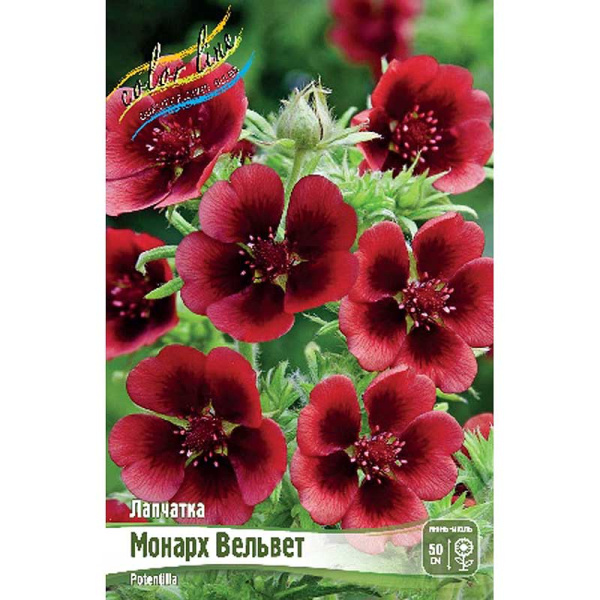 Лапчатка Монарх Вельвет I 1 шт