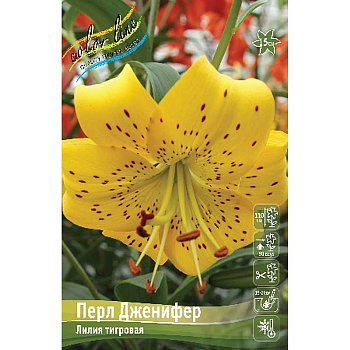 Лилия Перл Дженифер 12/14 5 шт 