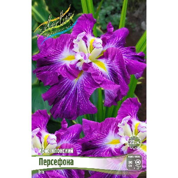 Ирис Мечевидный Персефона I 25 шт Биг-Пак 11521