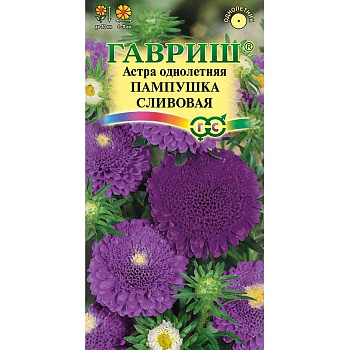 Астра Пампушка сливовая Гавриш Ц 