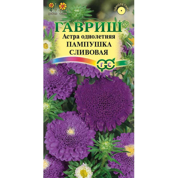 Астра Пампушка сливовая Гавриш Ц 